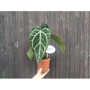 Antúria kryštálova (Anthurium crystallinum) - výška 20-30 cm, kont. C1,5L
